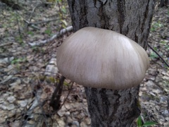 Pleurotus calyptratus