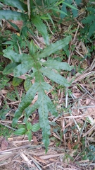 Microsorum scolopendria