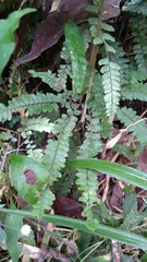 Adiantum