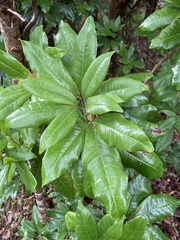 Acronychia pubescens