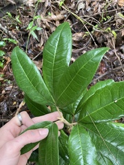 Acronychia pubescens