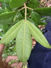 Acronychia pubescens