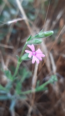 Silene micropetala