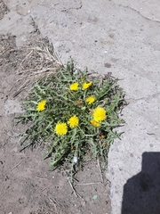 Taraxacum officinale
