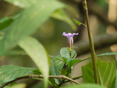 Strobilanthes integrifolius