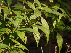 Strobilanthes integrifolius