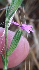 Silene micropetala