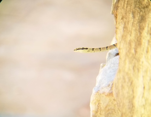 Sri Lankan Flying Snake
