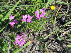 Dolichos hastiformis