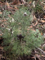 Petrophile canescens