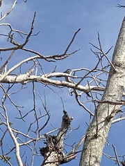 Chordeiles acutipennis