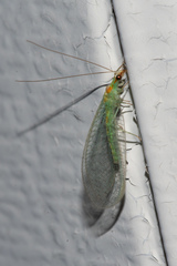 Chrysopa quadripunctata