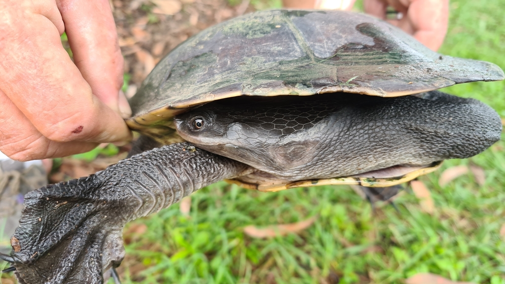 Broad-Shelled Turtle from Morayfield QLD 4506, Australia on May 12 ...