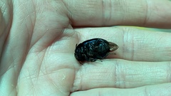 Coleoptera