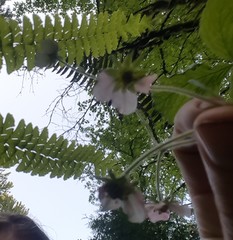 Fragaria vesca bracteata