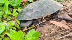 Chelodina expansa