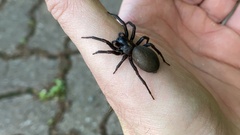 Pireneitega spinivulva