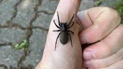 Pireneitega spinivulva
