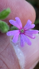 Silene micropetala