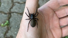 Pireneitega spinivulva