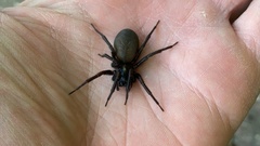 Pireneitega spinivulva