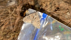 Heterothera postalbida