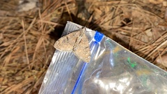 Heterothera postalbida