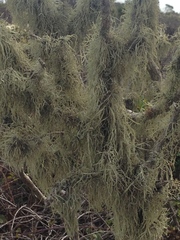 Ramalina leptocarpha