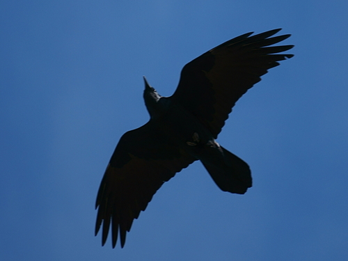 Common Raven photographed in Colorado