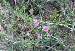 Dolichos hastiformis