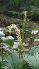 Saururus chinensis