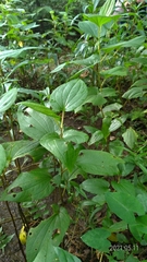 Saururus chinensis