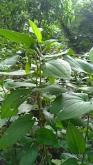 Saururus chinensis