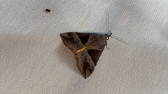Hypena trigonalis