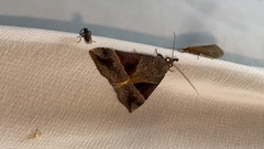 Hypena trigonalis