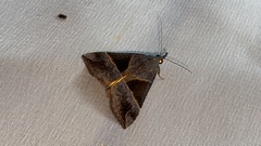 Hypena trigonalis