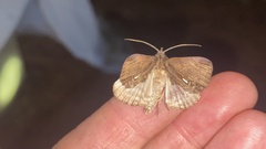Ercheia niveostrigata