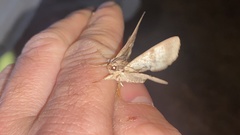 Ercheia niveostrigata