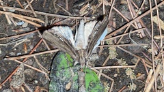 Ercheia niveostrigata