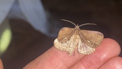 Ercheia niveostrigata