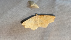 Pareclipsis gracilis