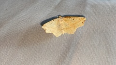 Pareclipsis gracilis