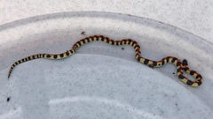 Homoroselaps lacteus