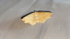 Pareclipsis gracilis