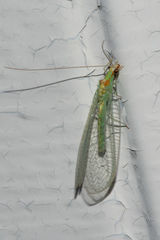 Chrysopa quadripunctata