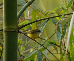Abroscopus superciliaris