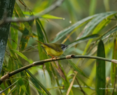 Abroscopus superciliaris
