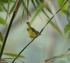 Abroscopus superciliaris
