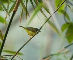 Abroscopus superciliaris
