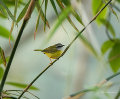 Abroscopus superciliaris